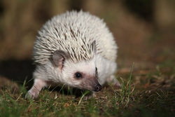 ピグミーヘッジホッグ